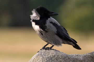 Corneille mantelée,.Corvus cornix, Hooded Crow