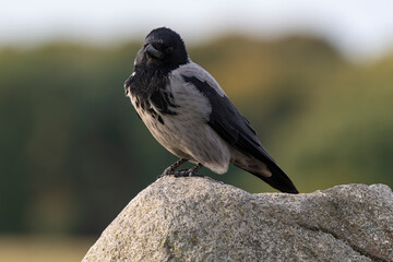 Corneille mantelée,.Corvus cornix, Hooded Crow