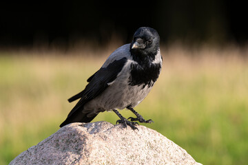 Obraz premium Corneille mantelée,.Corvus cornix, Hooded Crow