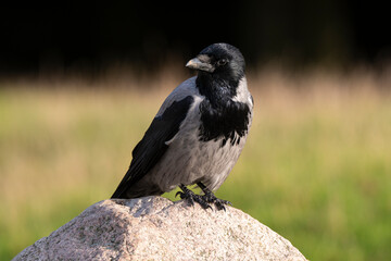 Obraz premium Corneille mantelée,.Corvus cornix, Hooded Crow