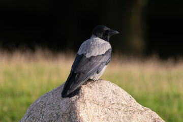 Corneille mantelée,.Corvus cornix, Hooded Crow