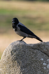 Corneille mantelée,.Corvus cornix, Hooded Crow