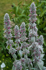 Epiaire laineuse, Epiaire de Byzance, oreilles d'ours, Stachys byzantina,