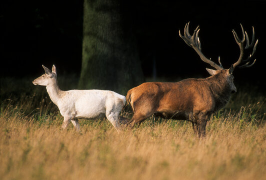 Cerf &eacute;laphe, cervus elaphus, biche blanche, cerf