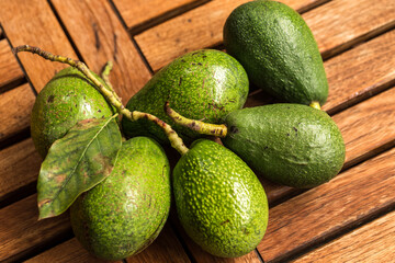 Delicious and healthy avocados freshly picked from the tree