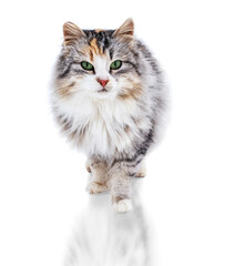 british cat isolated on white background