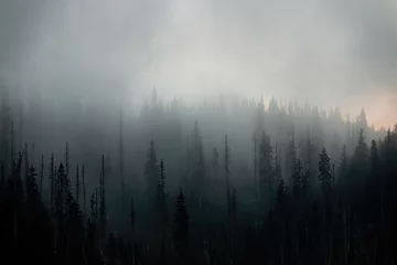 Abwaschbare Fototapete Wald im Nebel Dunkler Wald im geheimnisvollen Nebel am Herbstmorgen. Fantasiewald im Nebel mit Kopierraum. Baumlandschaft in Wolken in der Herbstnatur.