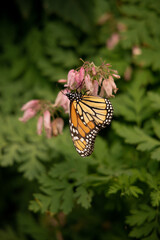 Flowers from the backyard garden
