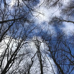 branches of a tree