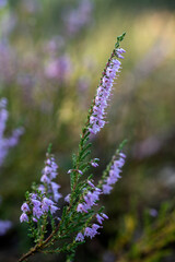 kwitnące kwiaty wrzosu w lesie