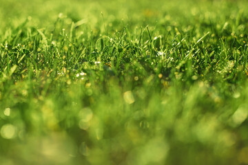 natural background. green grass on the lawn