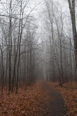 Fototapeta premium Autumn landscape with fog