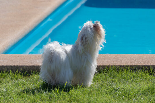 Perro de raza maltés, ladrando al lado de la piscina