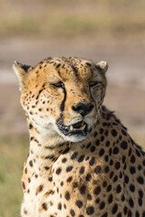 Cheetah potrait