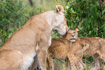 Lion cub gets licked by her mother