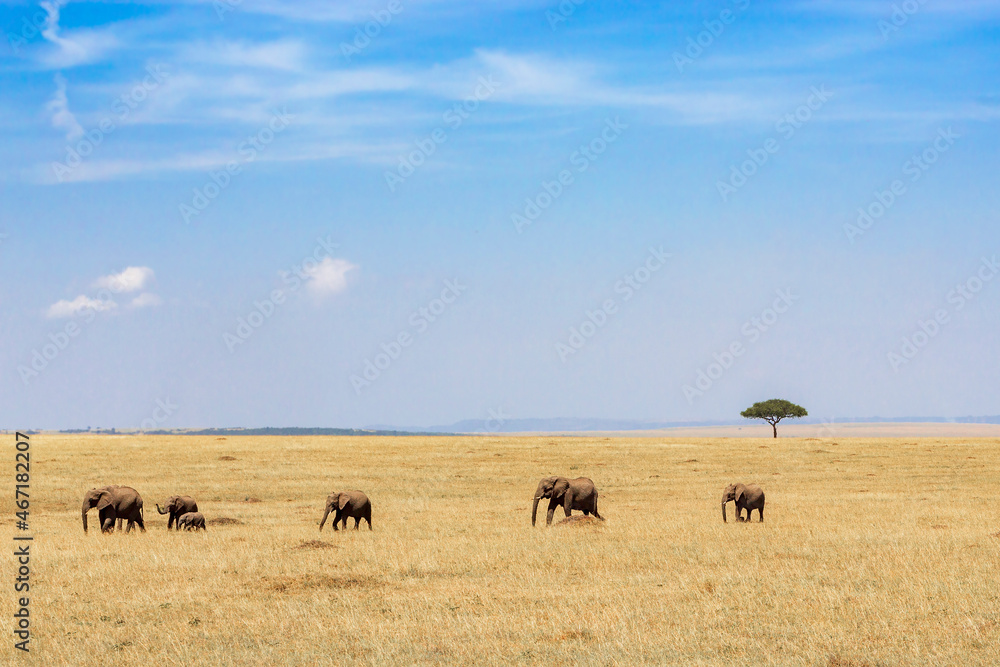 Wall mural Family Elephant group walking on the savanna with a acacia tree