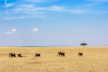 Family Elephant group walking on the savanna with a acacia tree