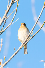 Common Chaffinch female perched on tree branch