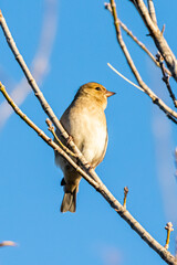 Common Chaffinch female perched on tree branch