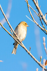 Common Chaffinch female perched on tree branch