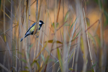 Parus major, Great tit in the cane .  