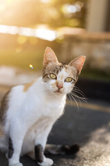 Cat with bokeh backgrounds, image selective focus