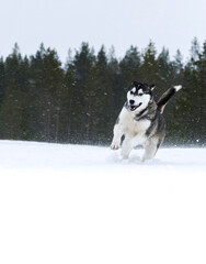 siberian husky dog