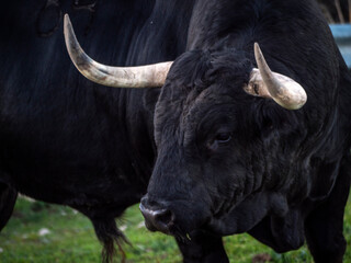 Horizontal view of the face and head of a five year old spanish fighting bull.