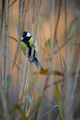 Parus major, Great tit in the cane .  