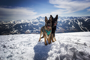 Schäferhunde in der Natur