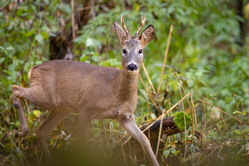 Roe deer, capreolus capreolus, standing on pasture.