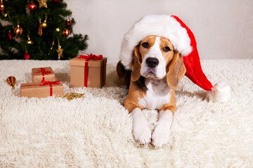 A Beagle dog in a Santa Claus hat is waiting for a holiday at home with gifts. New year and Christmas concept