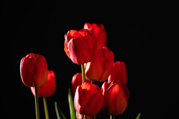 red tulips on black background, place for text, frontal view