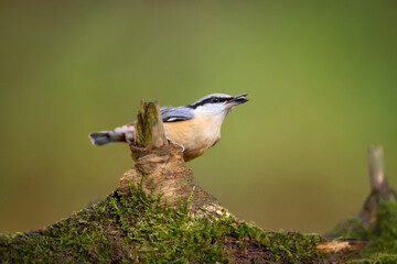 Red-breasted nuthatch (Sitta europaea) sitting on a stump overgrown with moss. 