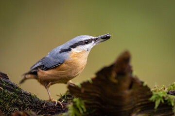 Red-breasted nuthatch (Sitta europaea) sitting on a stump overgrown with moss. 