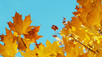 Fototapeta na wymiar Beautiful autum leaves against sky