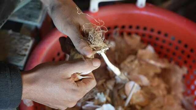 Hands separating garlic cloves from a bulb for planting.