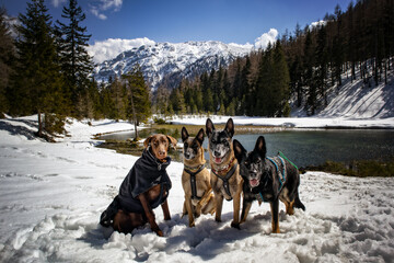Schäferhunde in der Natur