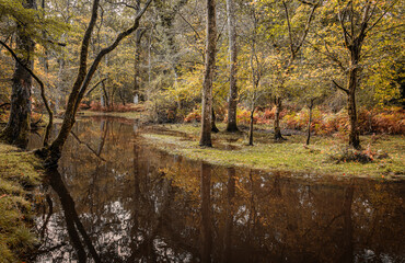 The colours of autumn in the New Forest, Hampshire, UK after heavy rain