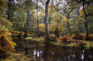 Fototapeta na wymiar The colours of the New Forest, Hampshire, UK in autumn after heavy rain