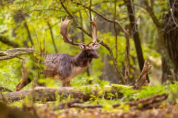 Fallow deer male (dama dama) in autumn forest.