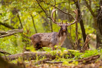 Fallow deer male (dama dama) in autumn forest.