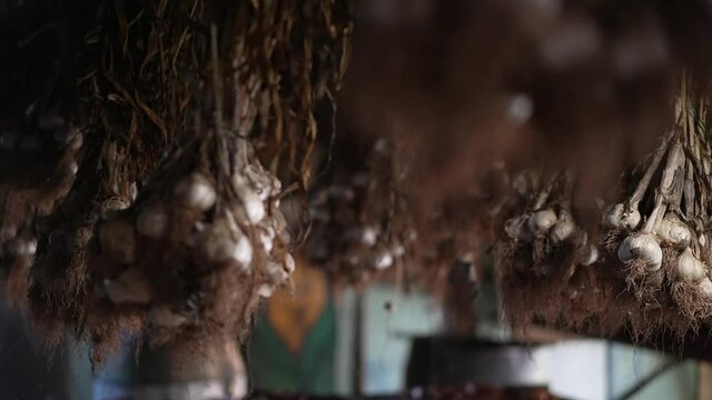 Bunches of garlic hanging to dry.