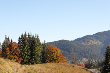 Obraz premium Picturesque view of beautiful mountain forest in autumn