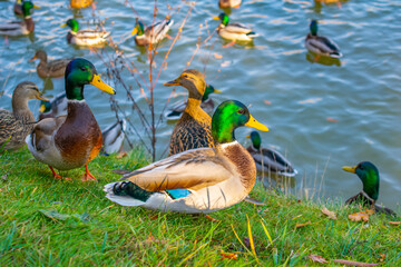 Wild ducks in a city park on a warm autumn day