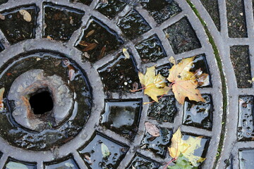 fallen leaves lie on the ground