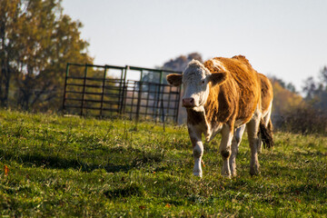 white brown cow standing in warm evening sunlight on a green meadow