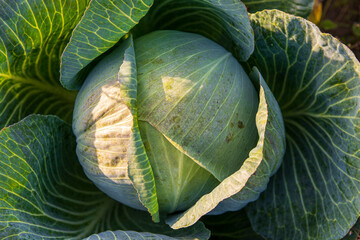 high angle view of white cabbage plant on the field