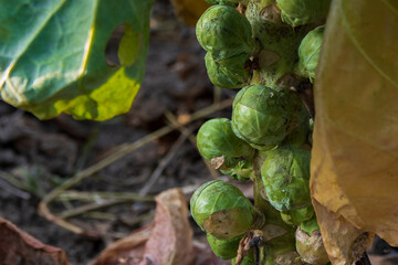 close up of Brussels sprouts plant on a field in autumn