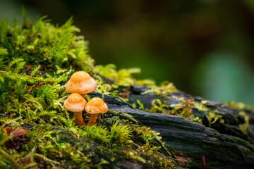 A macro photo of three small brown mushrooms on a moss covered log.